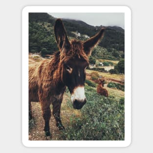 Burro Portrait Sticker